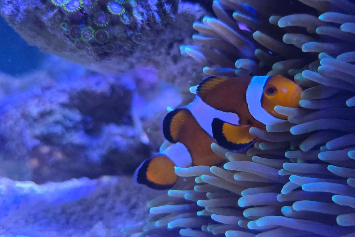 A clownfish in an anemone, with zoanthids on a rock behind it