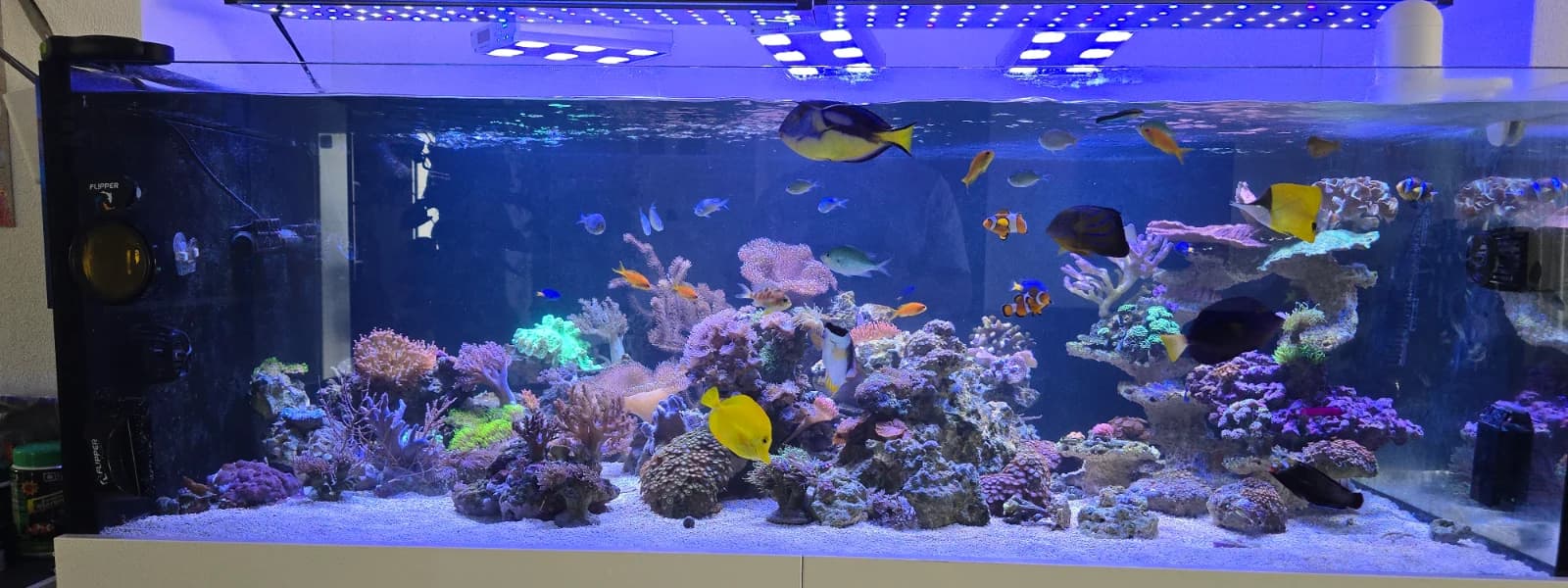View of a reef tank with corals, tangs and clownfish