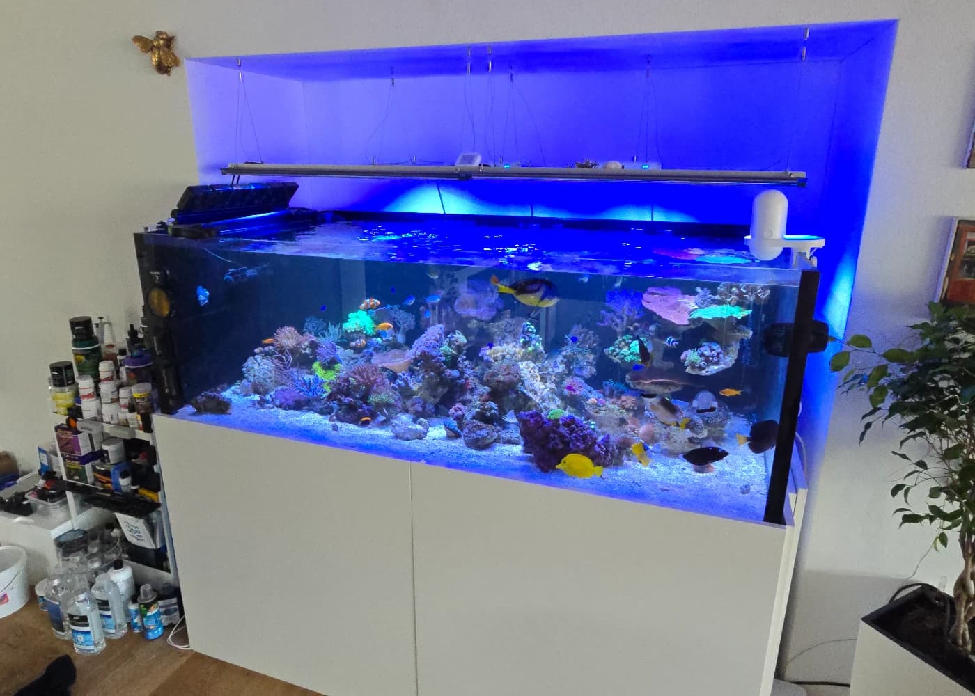A reef tank in a living room, the light rail above it, the cabinet with the equipment below